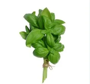 Fesleğen stok görseli