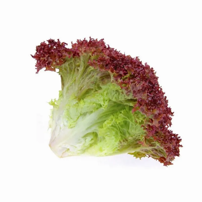 Lolorosso stok görseli