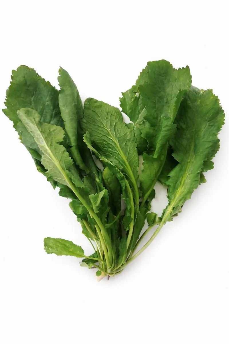 Tere (Yayla) stok görseli