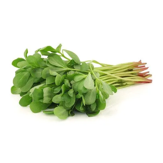 Semizotu (Yayla) stok görseli