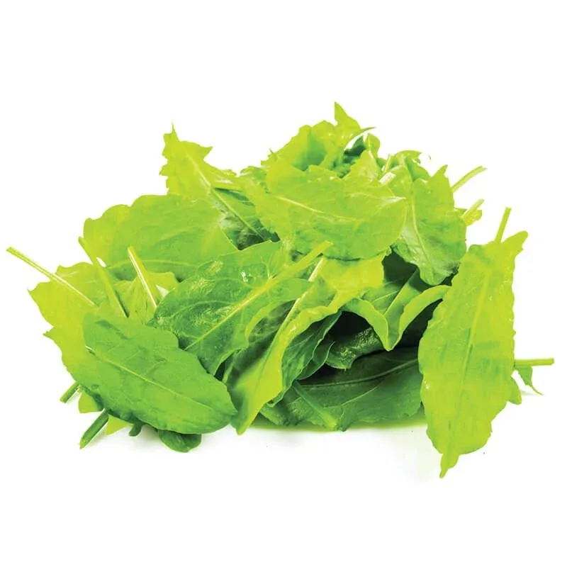 Yeşil Kuzu Kulağı stok görseli