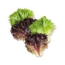 Çıtır Marul Salad stok görseli
