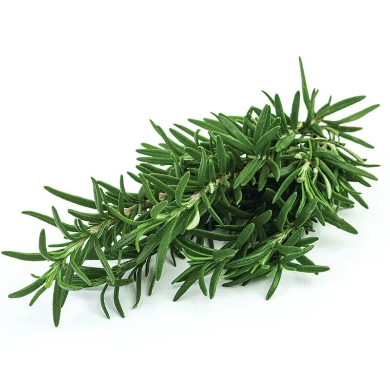 Rozmarin (Biberiye) stok görseli