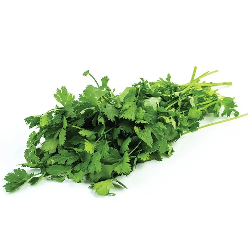 Kişniş stok görseli