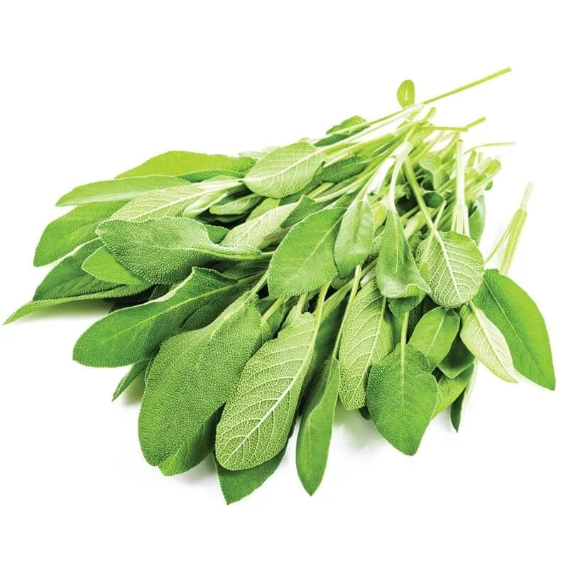 Adaçayı stok görseli
