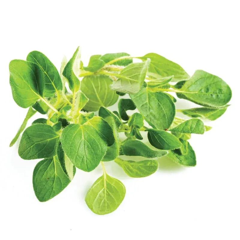 Oregano (Kekik) stok görseli