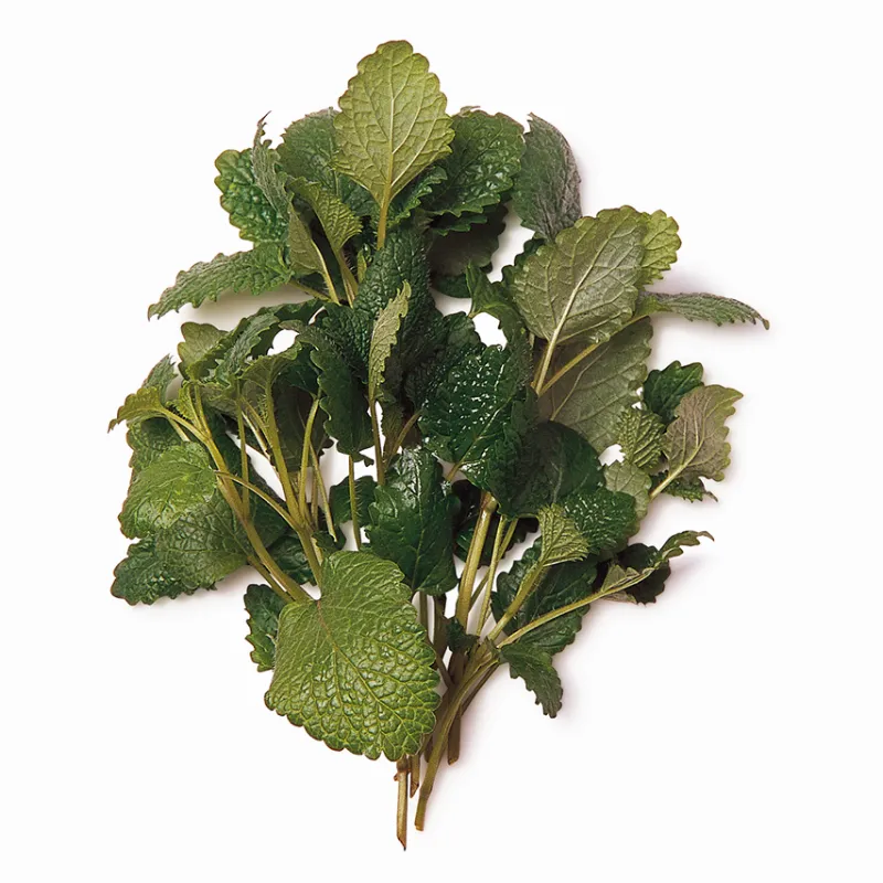 Limon Çiçeği Melisa stok görseli