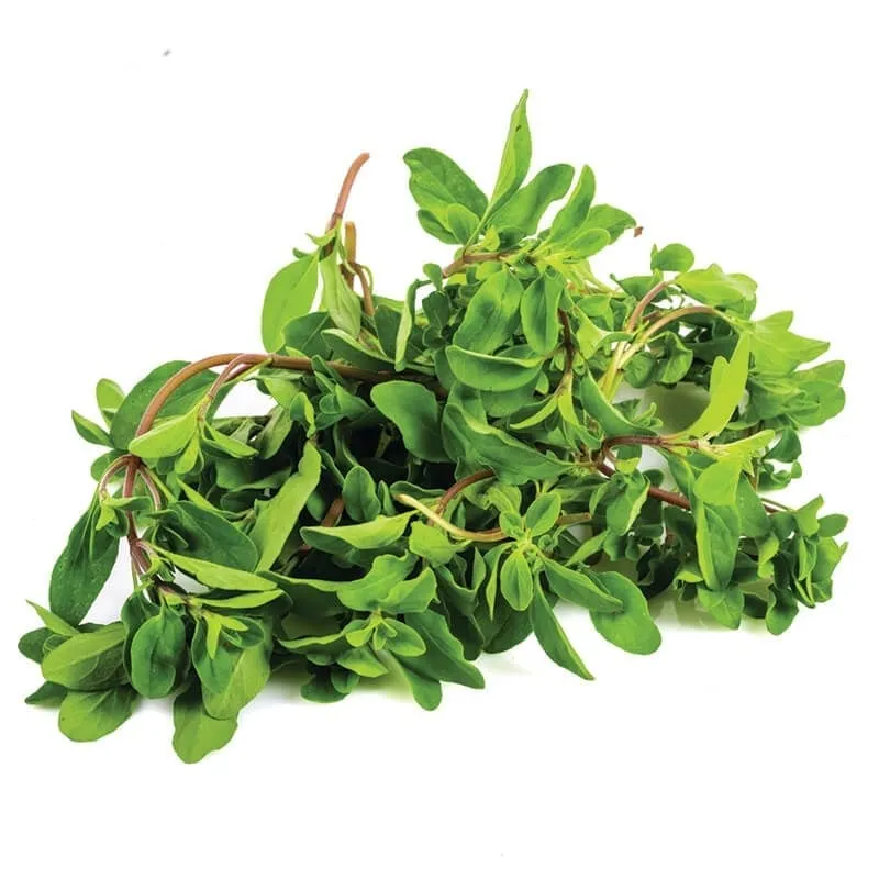 Majoran (Mercan Köşkü) stok görseli