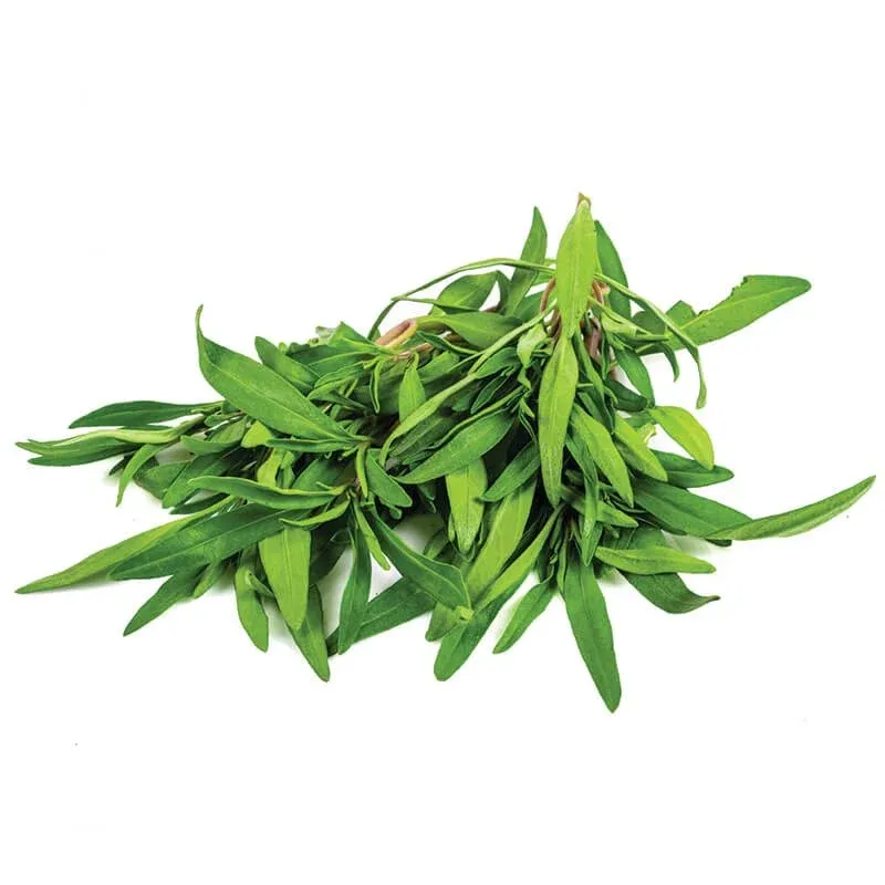 Zahter (Kekik) stok görseli