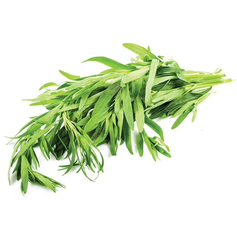 Tarhun Otu (Tarragon) stok görseli