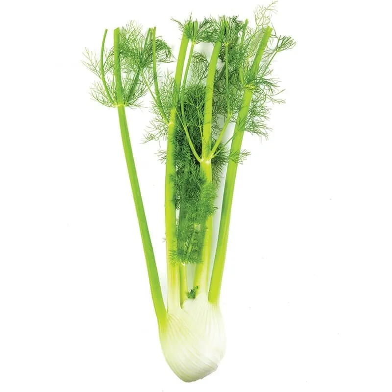 Rezene (Fençel) stok görseli