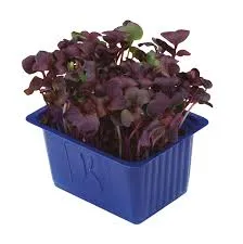 Kırmızı Turp Filizi stok görseli