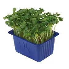 Yeşil Turp Filizi stok görseli
