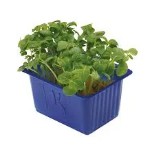 Yeşil Perilla Filizi stok görseli