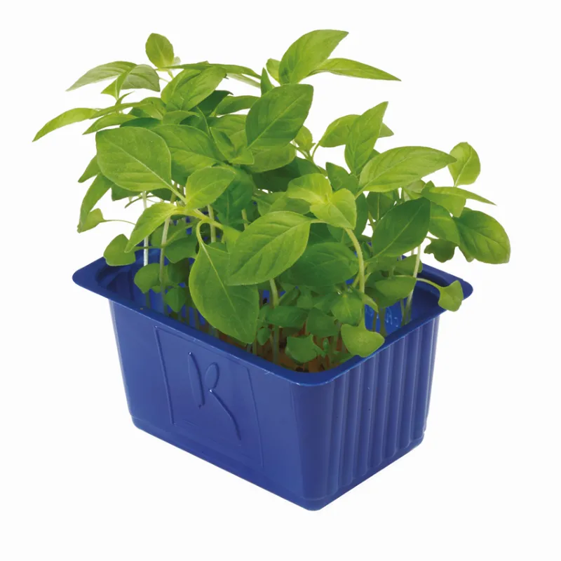 Limon Otu Filizi stok görseli