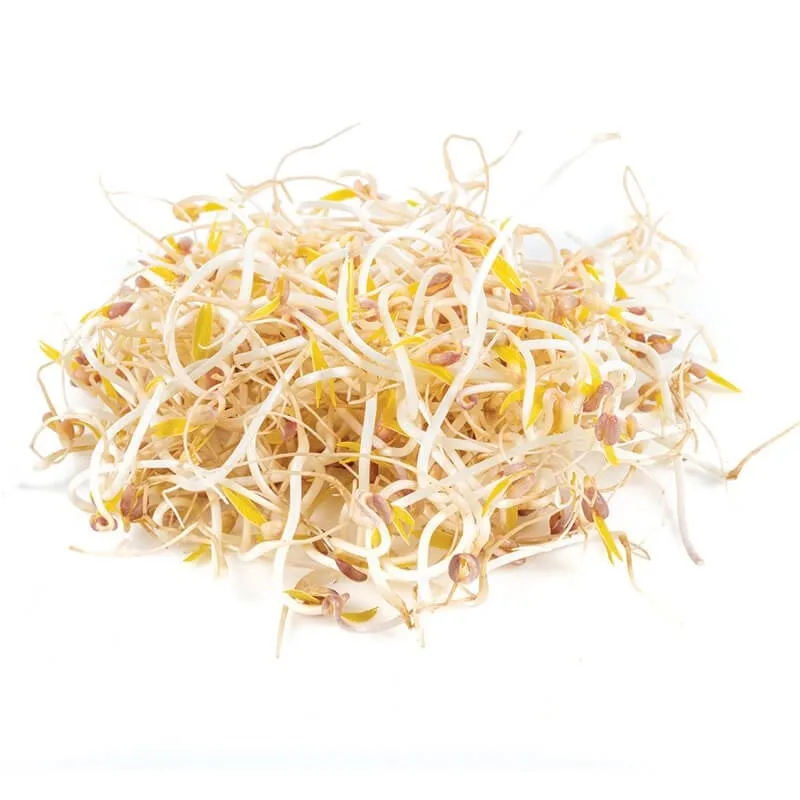 Soya Filizi (125gr) stok görseli