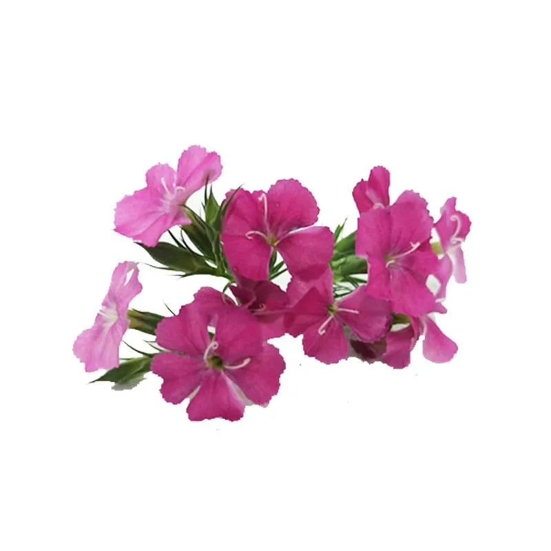 Mini Karanfil stok görseli