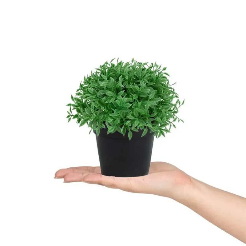 Saksı Fesleğen stok görseli